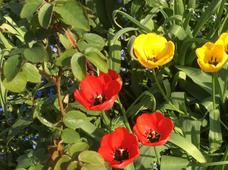 Gardening Club